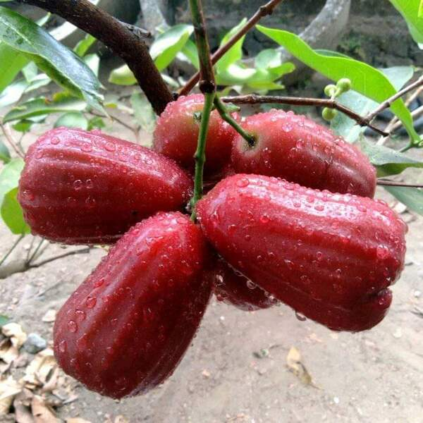 Red Water Apple 3ft